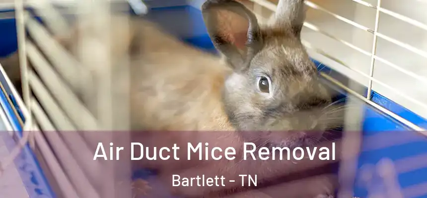  Air Duct Mice Removal Bartlett - TN